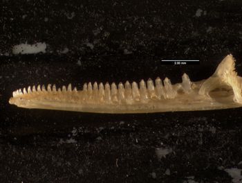 Media type: image;   Herpetology R-132035